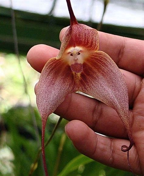 Enchanting Orchids Strange Flowers Rare Flowers Weird Plants
