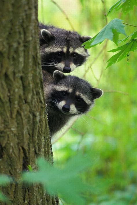 243 Best Raccoons And Wolves Images On Pinterest Animals