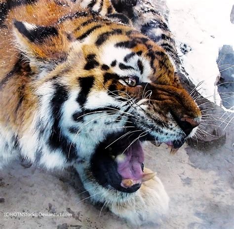 Amur Tiger Stock 18 By Hotnstock On Deviantart