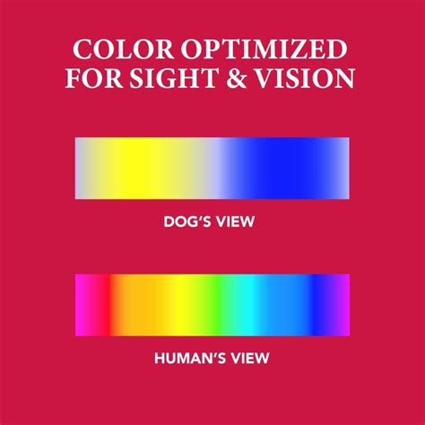 Does Vision Matter In Hunting Dog Training Huntmark