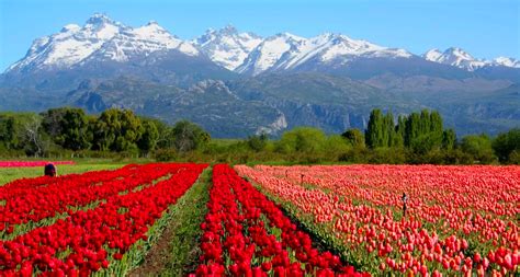 Los Tulipanes Ya Florecen En La Patagonia Argentina Argentear