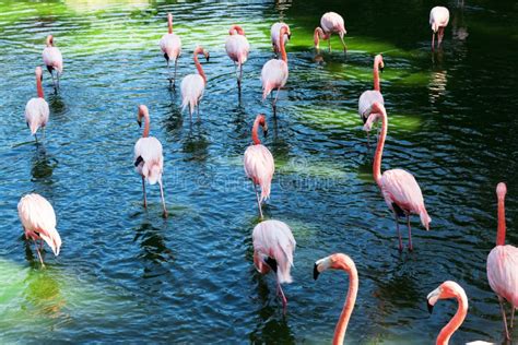 A Flock Of Flamingos Stock Photo Image Of Greater Large 29534272