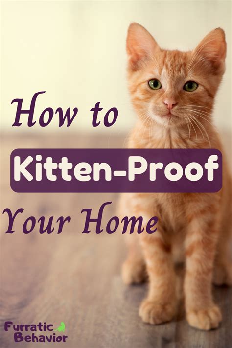 How To Kitten Proof Your Home Artofit