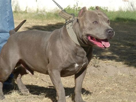 10 Things You Didnt Know About The Blue Nose Pitbull