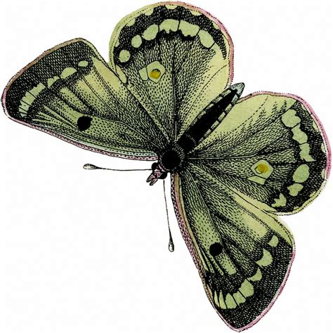 8 Green Butterfly Images Moths The Graphics Fairy