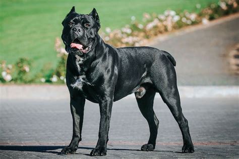 Cane Corso Growth Chart Weight Chart And Size Chart