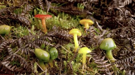 Life Of Forest Fungi Bite Sized Gardening