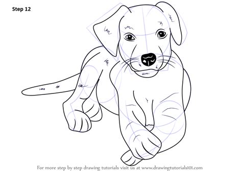 Learn How To Draw A Labrador Puppy Farm Animals Step By Step