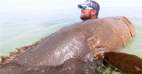 The Top Most Amazing Goliath Grouper Videos On The Internet