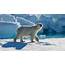 A Polar Bear Gun And Courtroom In Nunavut  660 NEWS