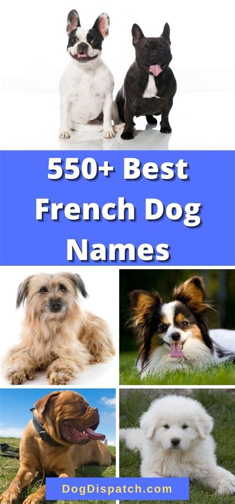 550 Best French Dog Names 2022 Updated Dog Dispatch