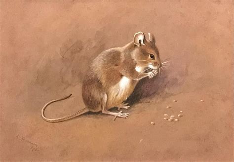 Archibald Thorburn A Field Mouse Animal Paintings Field Mouse