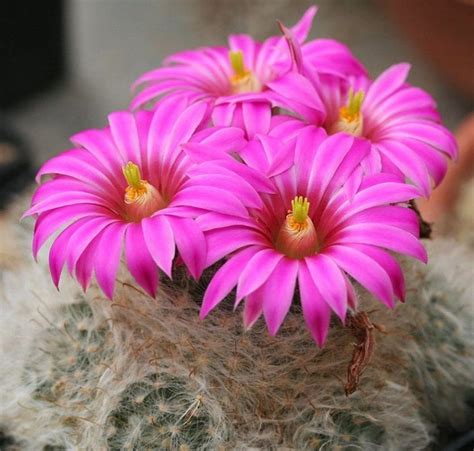 Los Cactus Con Flores Más Espectaculares Jardineria On