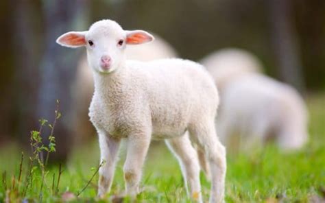 White Lamb Is Standing On Green Grass In Blur Background Hd Lamb