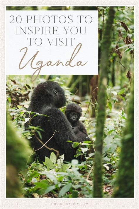 20 Photos To Inspire You To Visit Uganda The Blonde Abroad Gorilla