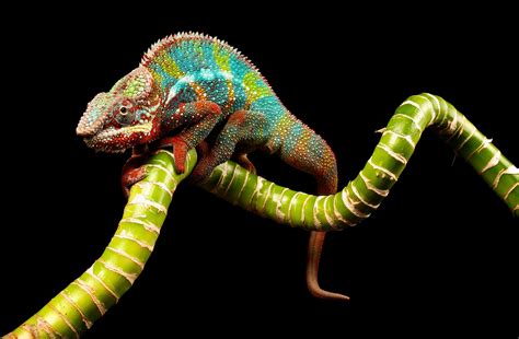Colorful Chameleon Wallpapers Top Free Colorful Chameleon Backgrounds