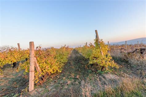 Growing Vineyards In Moldova Stock Photo Image Of Chisinau Daylight