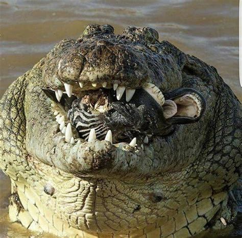 An Alligator With A Zebra In Its Mouth Rnatureismetal