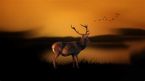 Deer 4k Wallpapers Top Free Deer 4k Backgrounds Wallpaperaccess