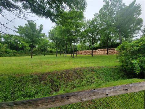 Nashville Zoo 5/22 - Masai giraffes - ZooChat