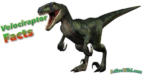Velociraptor Facts For Kids Students And Adults With Pictures And Information