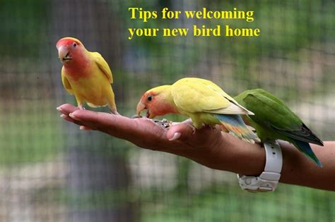 Preparing And Bringing Home Your New Bird Clever Pet Owners
