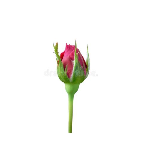 Pink Rose Bud Stock Image Image Of Color Nature Natural 72272037