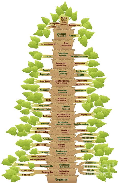 Human Evolution Tree Of Life Phylogenetic Digital Art By Peter Hermes