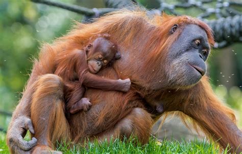 The scarcity of food means orangutans spend up to 60% of their day foraging (looking for food) and competition for food leads to this solitary life. Wallpaper baby, mother, Orangutan images for desktop ...