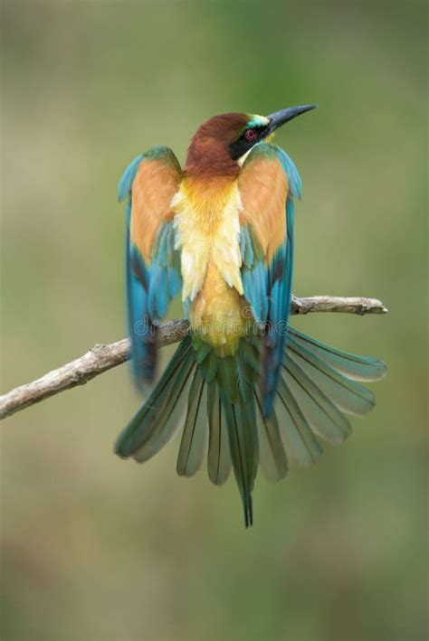Bee Eater Spreading Wings Stock Photo Image Of Merops 71002344