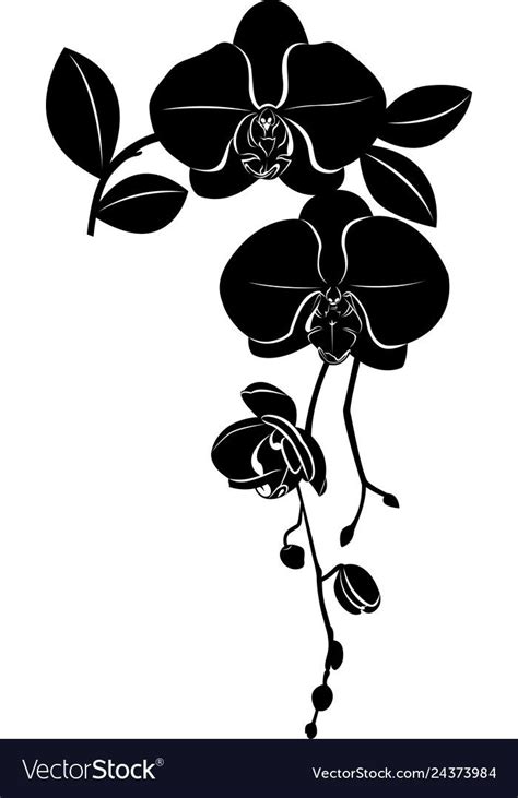 Orchids Flowers It Is Isolated Vector Image On Vectorstock Orchid
