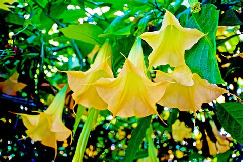 Angels Trumpets At Pilgrim Place In Claremont California Photograph By