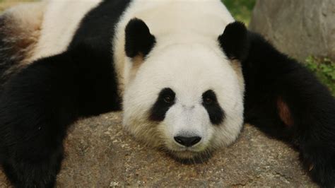 Female Giant Panda At Hong Kongs Ocean Park Shows Signs Of Pregnancy