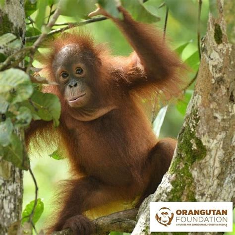 It Is Always Rewarding To See Orangutans Who We Have Rescued Cared For