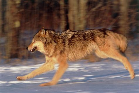 Grey Wolf Running Photograph By William Ervinscience Photo Library