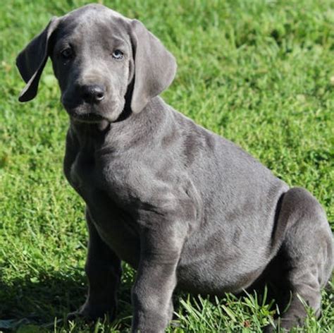 We will not refund any deposits received to anyone once you are placed in line even if the puppies weren't visually appealing to you. Capable Great Dane Puppies for Sale | Handmade Michigan