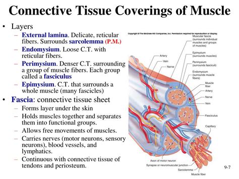 PPT - Muscular System: Histology and Physiology PowerPoint Presentation
