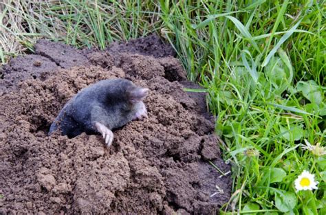 How To Get Rid Of Moles In The Yard The Housing Forum The Home