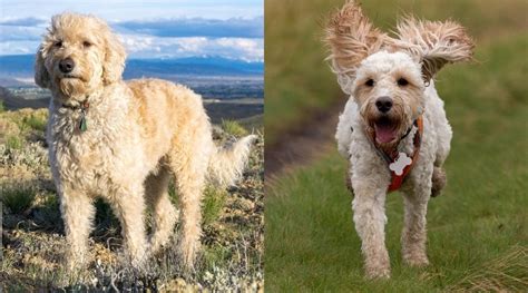Goldendoodles come in three recognized sizes: Goldendoodle vs. Cockapoo: Breed Differences and Similarities