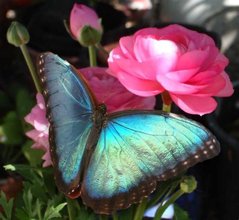 Morpho Butterfly At A Pink Rose ~ Encounter With Beauty