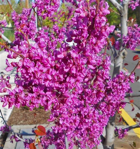 Cercis Canadensis Covey Lavender Twist Redbud For Sale Redbud Tree