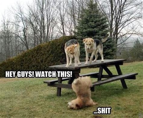 Funny Animal Pictures Of The Day 25 Pics Funny Animal Photos Dog