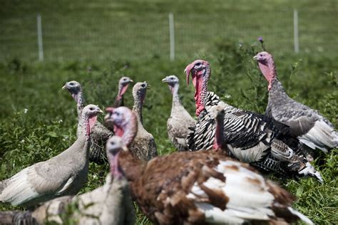 Farm Turkeys