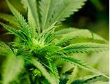 How Many Marijuana Plants Can I Grow In Colorado Images