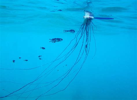 They are highly venomous, which they sting with their tentacles. Real Monstrosities: Portuguese Man o' War