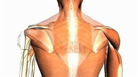 The drill program was supervised by russell lawrence and heriberto torres. Extrinsic muscles of the back - Anatomy Tutorial - YouTube