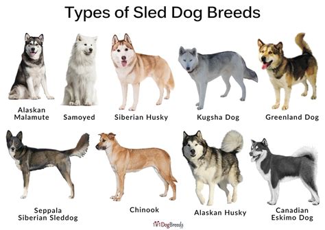 Sled Dog Breeds List And Pictures