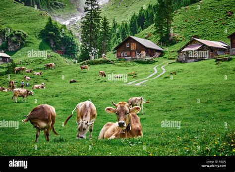Beautiful Landscape Panorama From Swiss Alps With Cows Waterfall