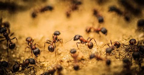Do Cone Ants Come Out At Night Ants Authority