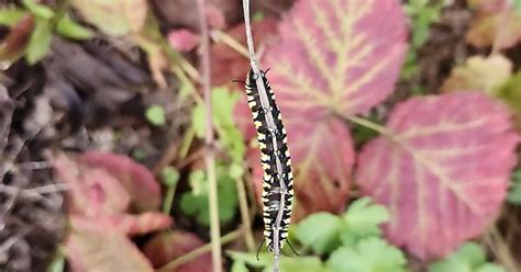 monarch caterpillar album on imgur